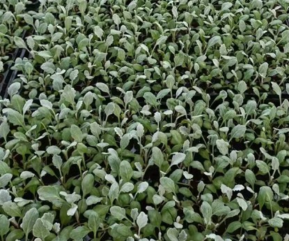 銀葉菊(穴盤(pán)苗)