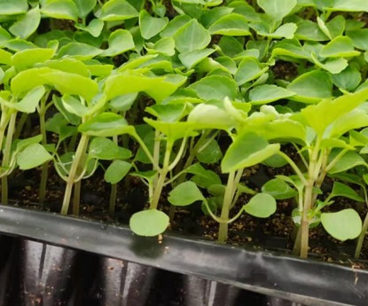 非洲鳳仙(穴盤(pán)苗)